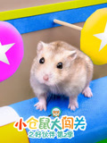 小仓鼠大闯关之好伙伴第2季
