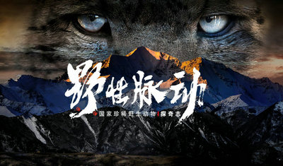 野性脉动——国家珍稀野生动物探奇志