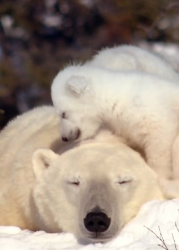 《自然界的神奇之拍摄之旅》