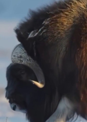 《动物世界的生存》