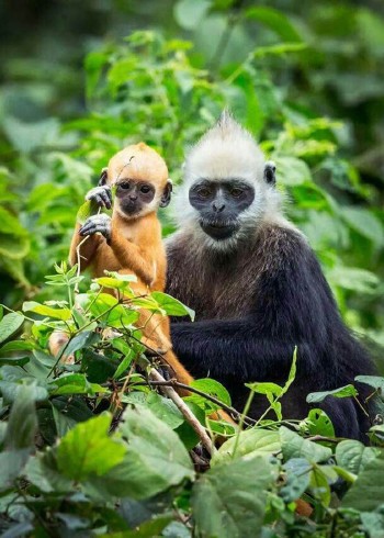 你没看过的动物纪录片