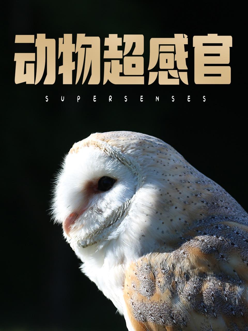 动物超感官