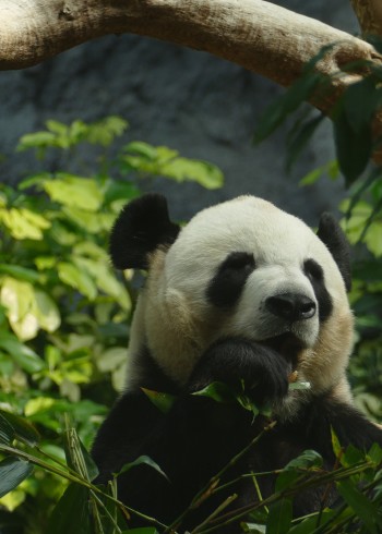 禧龙の动物世界