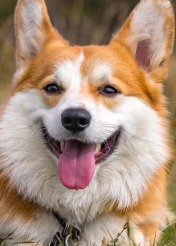 动物给可爱开门