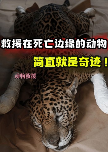 救援那些生命垂危的动物、过程太艰难