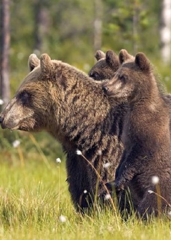 大自然动物的生活记录