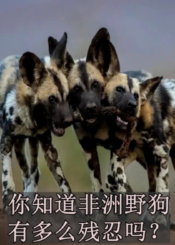 你知道非洲野狗有多么残忍吗？