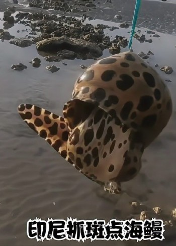 国外赶海捕捞鱼群，泥滩里抓青蟹摸竹节虾，捕捞帝王蟹龙虾