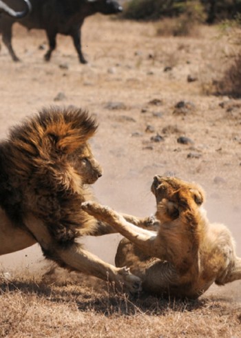 动物界狩猎名场面
