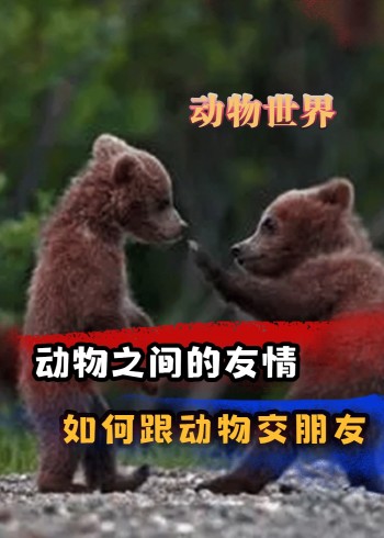 动物眼中的友情是什么样的、如何跟动物交朋友