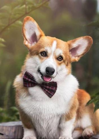 分享宠物那些温情故事