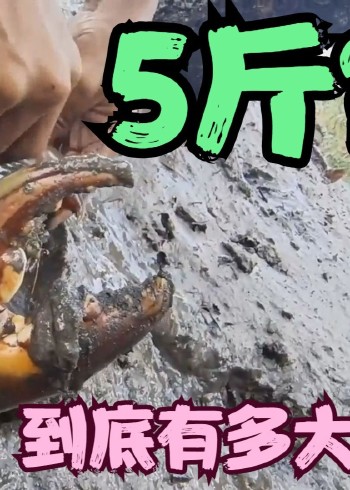 越南一群顶级高手抓青蟹，抓三斤以上螃蟹霸王，两小时收入很高