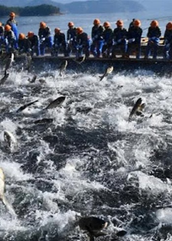 国外赶海捕捞金枪鱼群，东南亚泥滩里抓青蟹王，抓竹节虾基围虾对虾