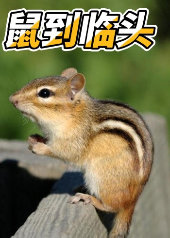 自然界动物们的淳朴生活