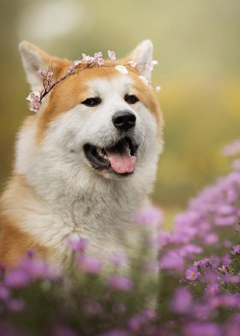 生活中那些动物们