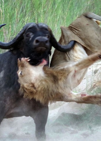 动物厮杀纪录片