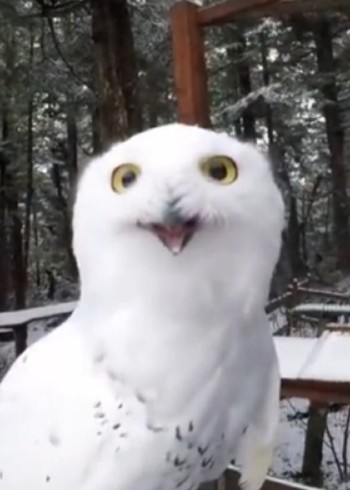 成年人的动物世界