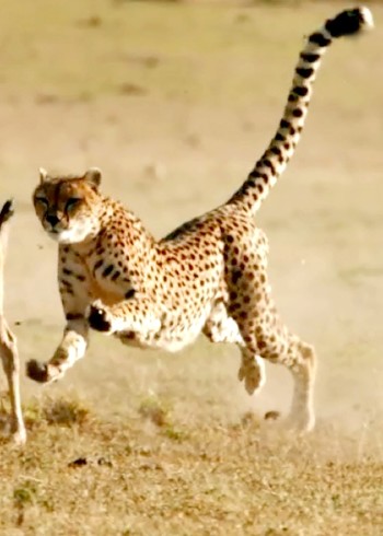 动物世界的那些事！