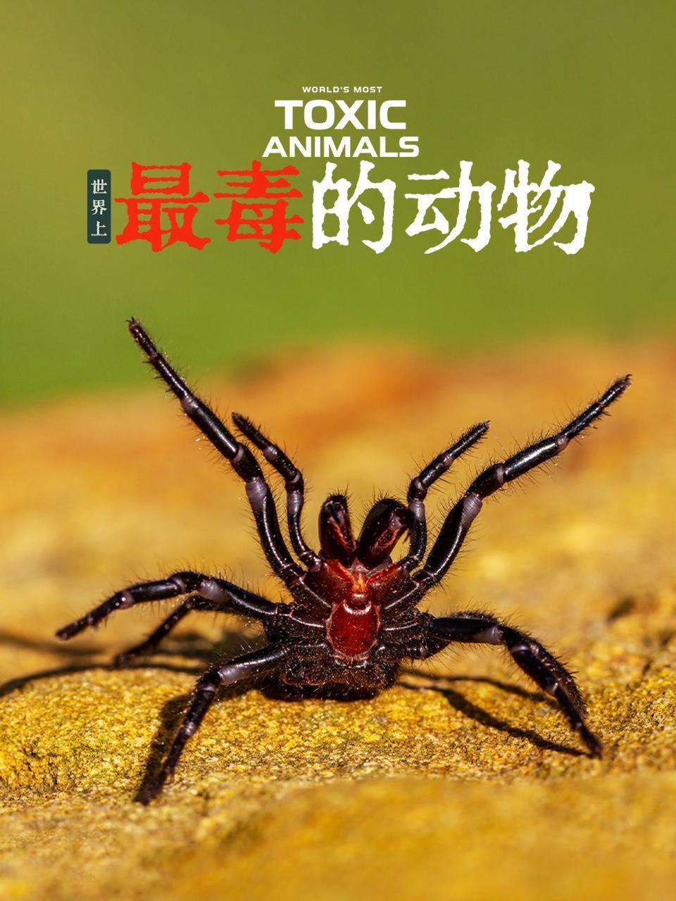 世界上最毒的动物