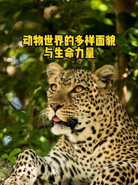 动物世界的多样面貌与生命力量