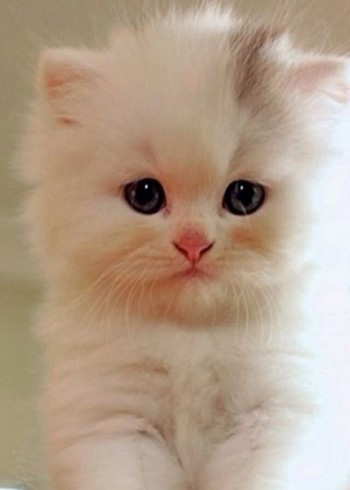 动物精彩故事，欢迎点赞关注