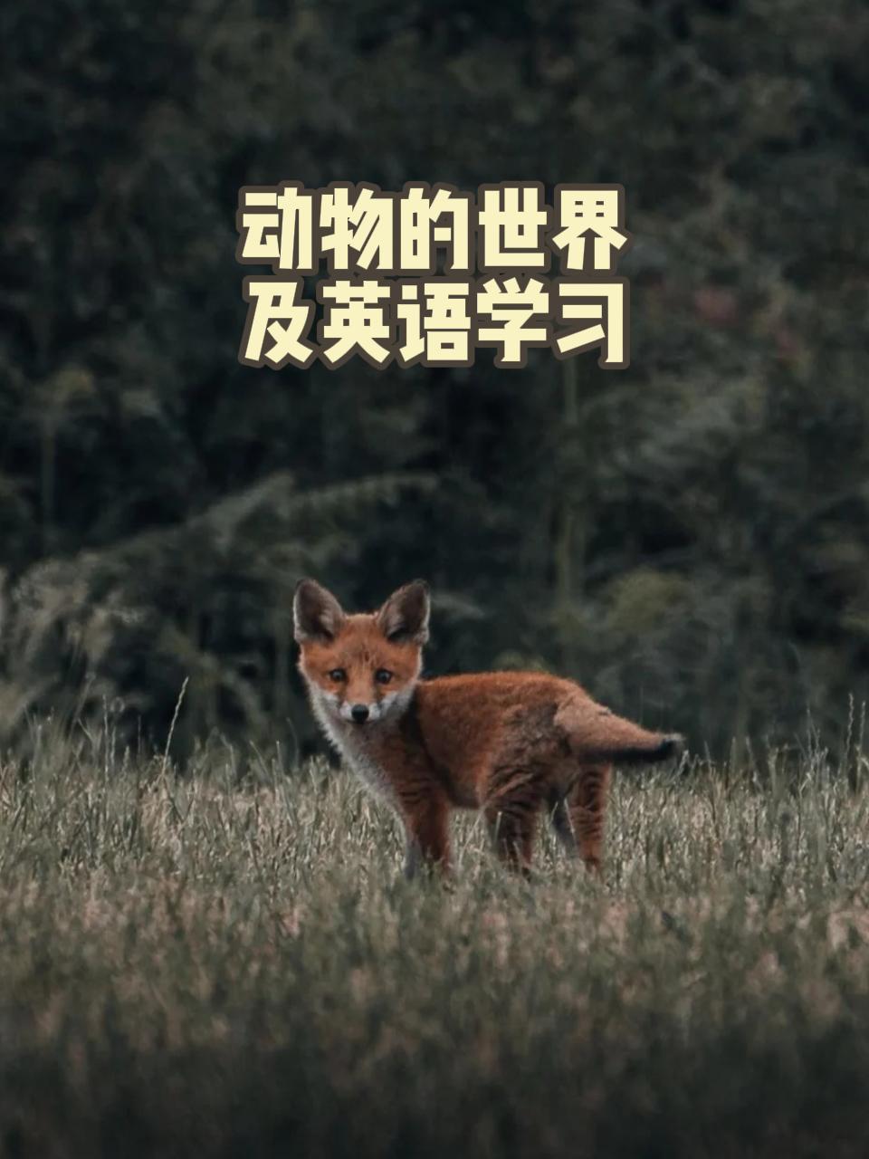 动物的世界及英语语学习