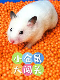 小仓鼠大闯关