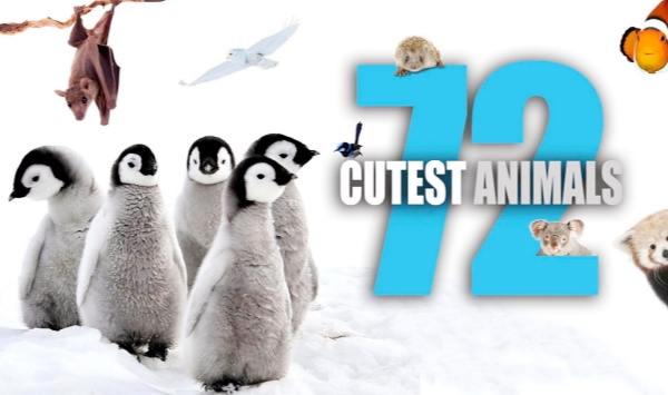 72大可爱动物