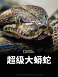 超级大蟒蛇