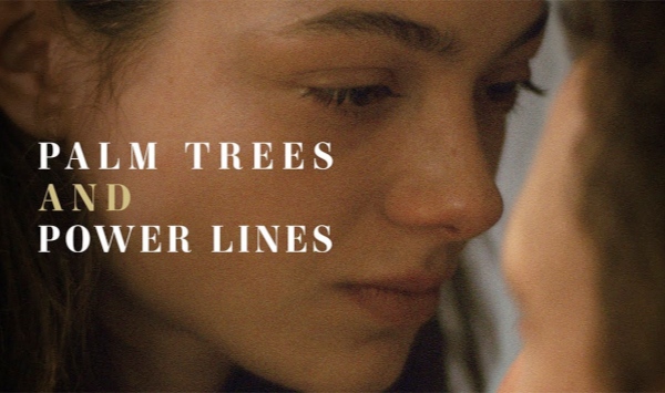 棕榈树与输电线