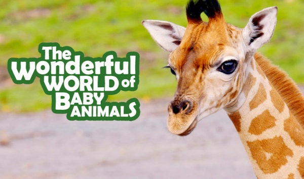 可爱的小崽子们