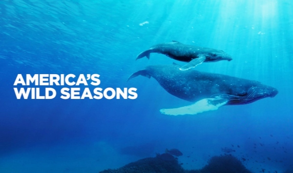 美国荒野的季节