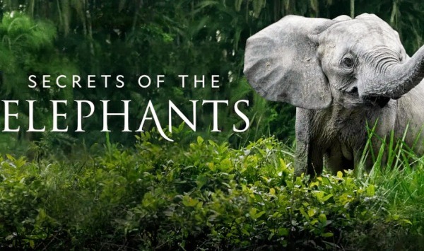 大象的秘密第1季