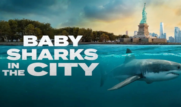 城市里的鲨鱼宝宝