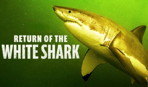 大白鲨的奇幻漂流