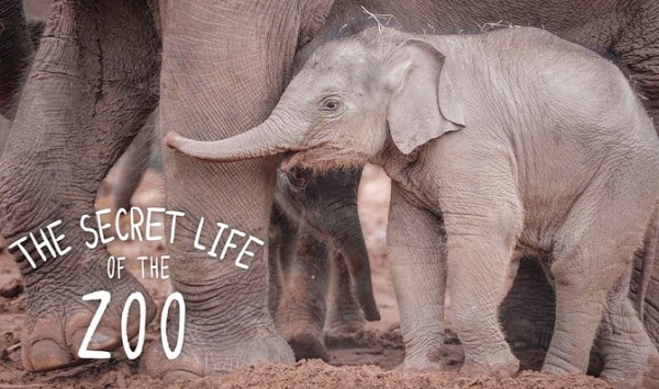 动物园的秘密生活第3季