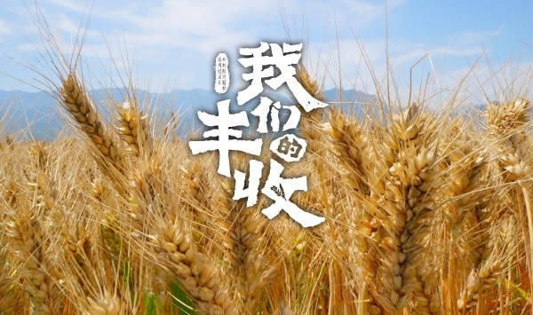 我们的丰收