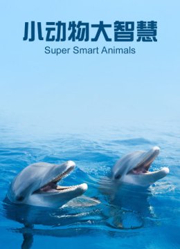 小动物大智慧