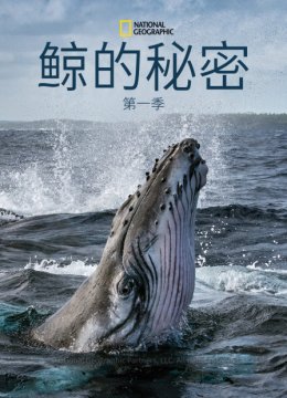 鲸的秘密第1季