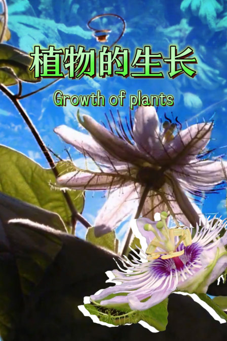 植物的生长