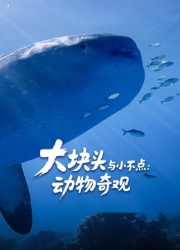 大块头与小不点动物奇观