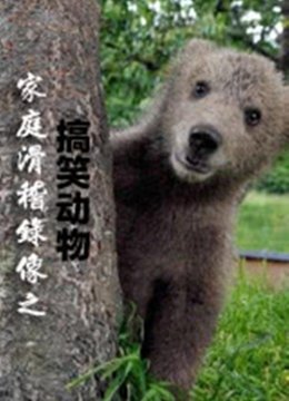 家庭滑稽录像动物篇