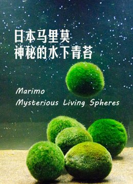 日语本马里莫神秘的水下青苔