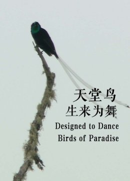 天堂鸟生来为舞