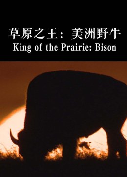 草原之王美洲野牛