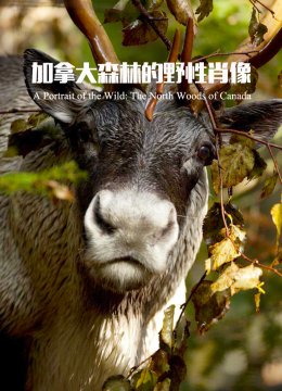 加拿大森林的野性肖像
