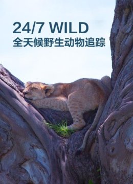 山姆索菲和西比尔三只小熊的故事