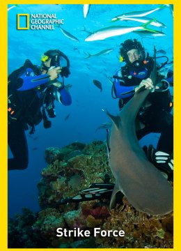 动物拍档大出击