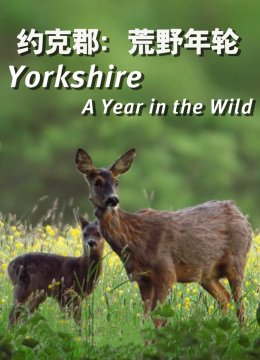 约克郡荒野年轮