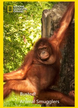 打击动物走私